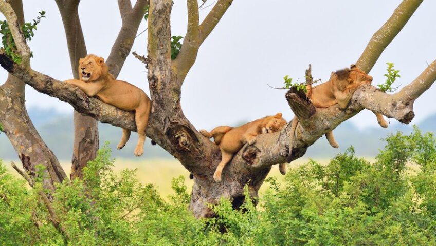 6 Days Rwanda and Uganda Safari
