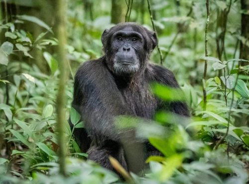 9 Days Gorillas and Wildlife Safari
