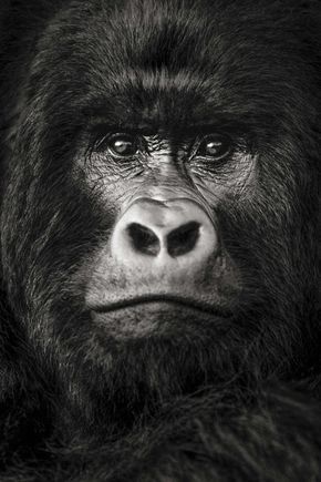 5 Days Double Gorilla Trekking and Habituation Experience Safari