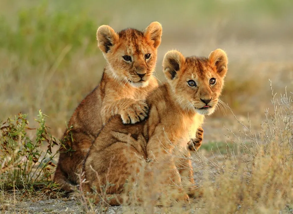 The best time to visit Tanzania