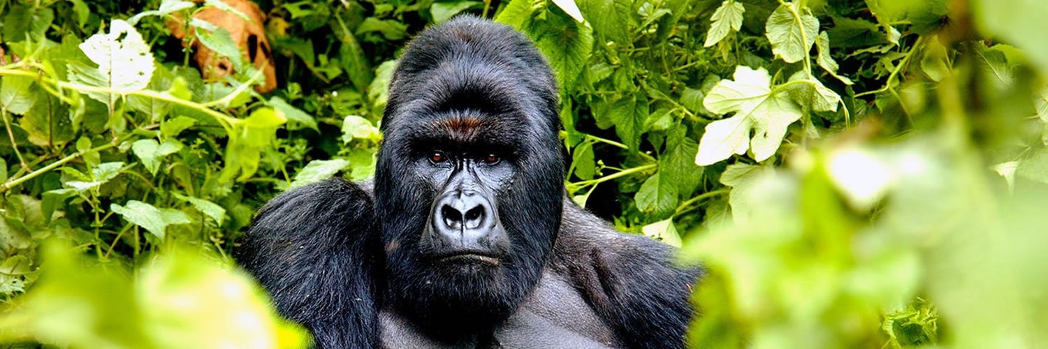 6 Days Rwanda and Uganda Safari
