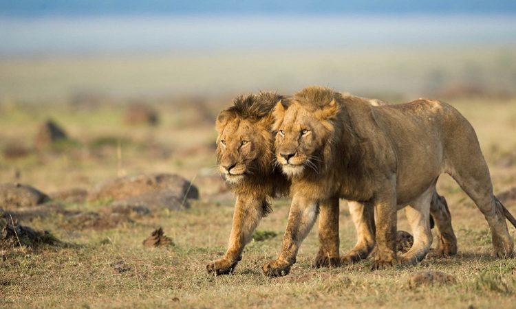 7 Days Safari Tanzania