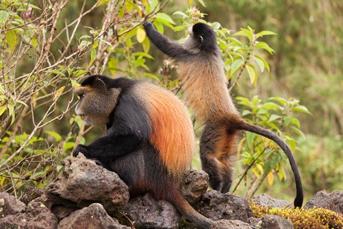 6 Days Double Gorilla Trekking Safari