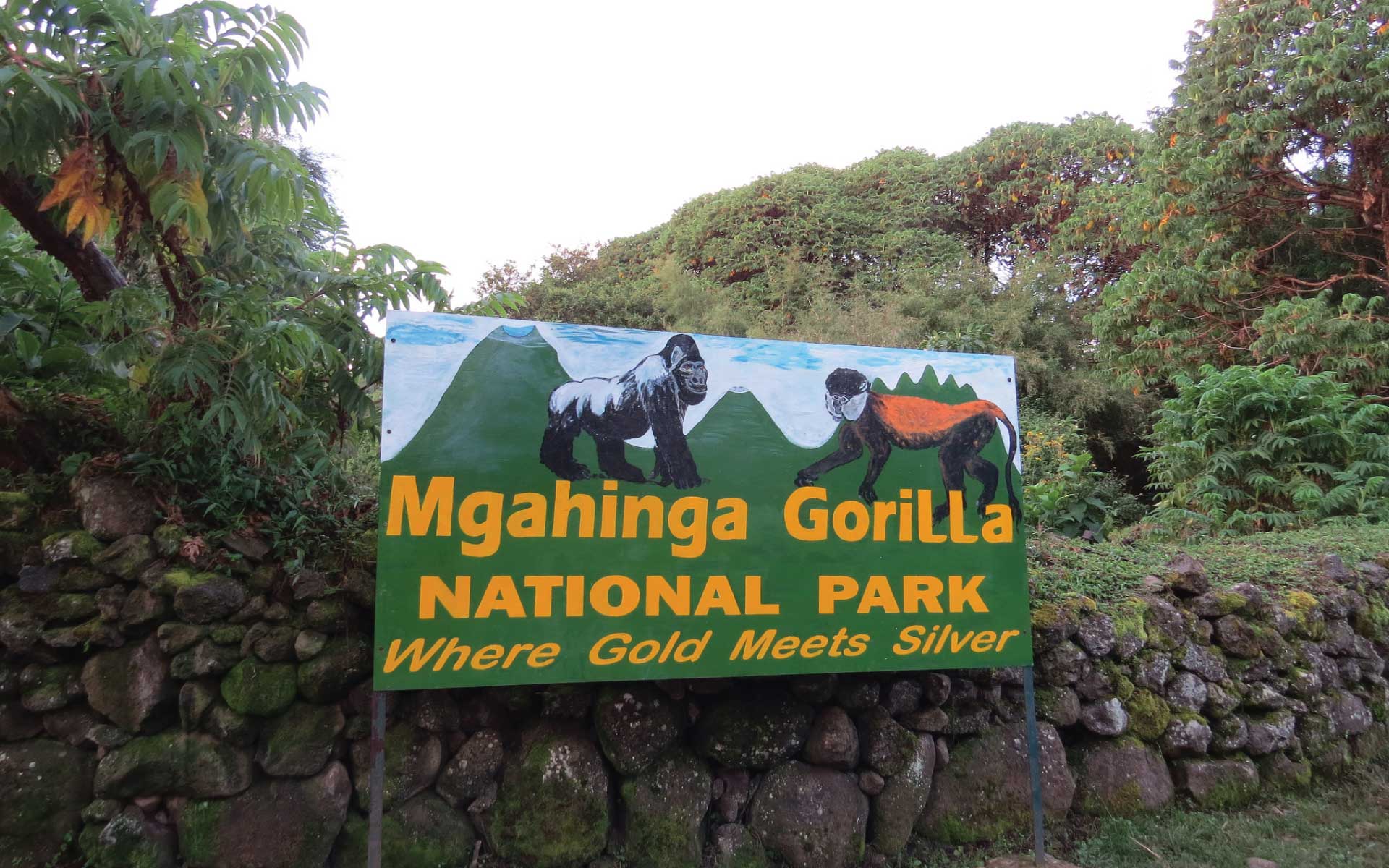 Gorilla Trekking in Uganda