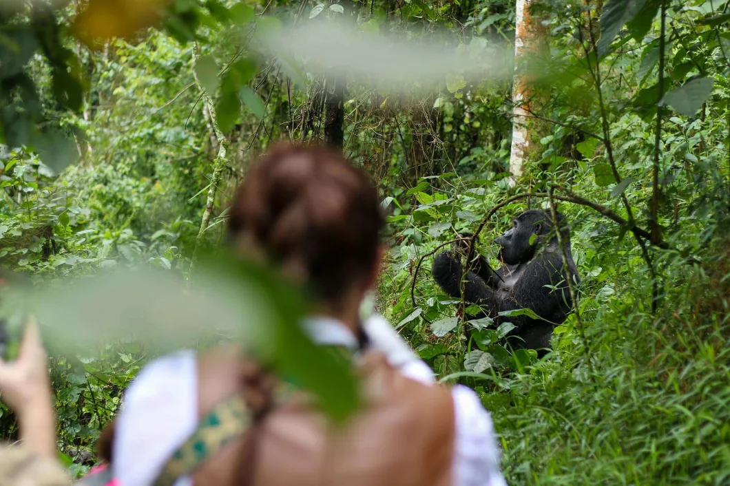 6 Days Double Gorilla Trekking Safari
