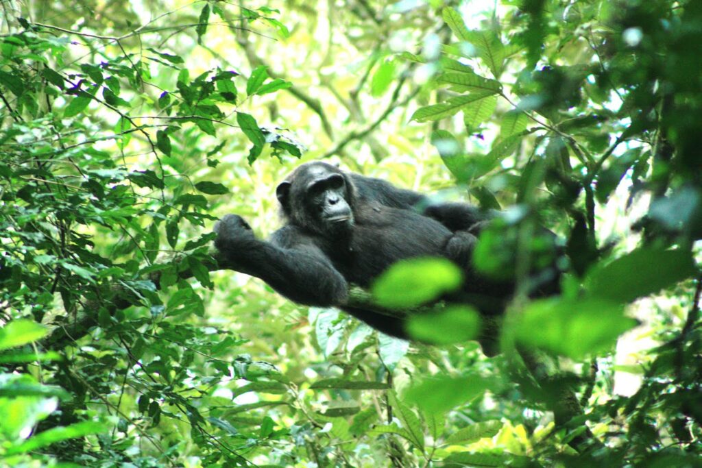 3 Days Primate Safari - Kibale National Park