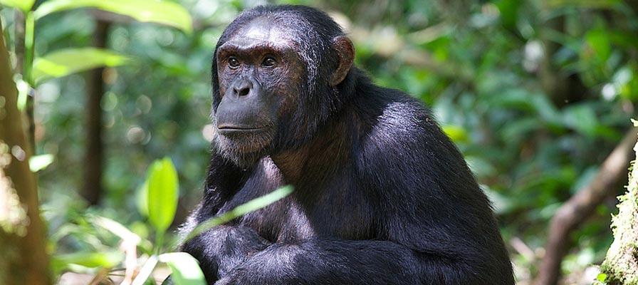 3 Days Primate Safari - Kibale National Park